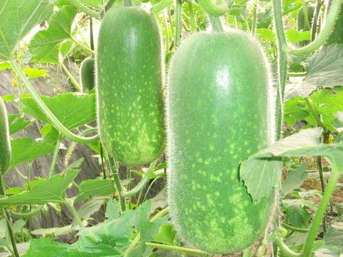 地煞十星吃大瓜,揭秘神秘大瓜背后的惊天秘密 第1张 地煞十星吃大瓜,揭秘神秘大瓜背后的惊天秘密 第1张